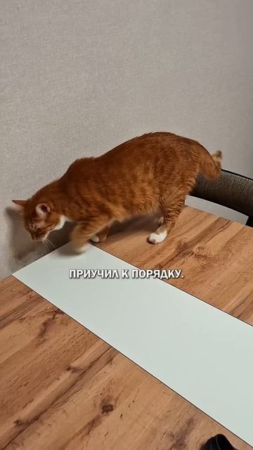 Успех и кот котбосс