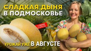 КАК ВЫРАСТИТЬ СЛАДКУЮ ДЫНЮ В ПОДМОСКОВЬЕ? Урожай в теплице уже в августе