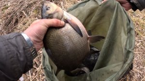 Река радует! Фидерная рыбалка на леща.