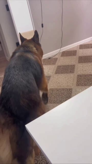  На видео истинная любовь. Ради колбасок Бэха готов на всё!