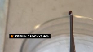 «СМОТРИ», выпуск 15 апреля 2026 года