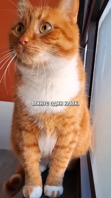 А вы чистите зубы коту? #кот #котик #кошка