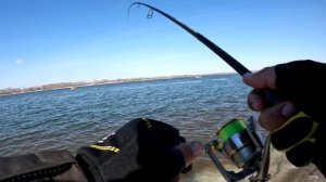 Рыбалка на спиннинг. Ловля судака на реке Обь. Не ожидал поймать этих рыб на спинннинг.