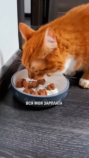 Подкаблучник или подлапник #кот #котик #кошка