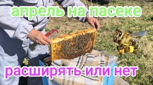 Холодный апрель. Расширять пчёл или кормить. Пчеловодство Владимирской области!