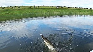 Рыбе нравятся эти приманки! Рыбалка на спиннинг с берега.