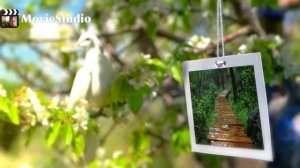 Иван Вихарев - Белое солнце