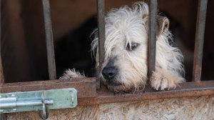 В России планируют увеличить в 10 раз штраф за выброс животных