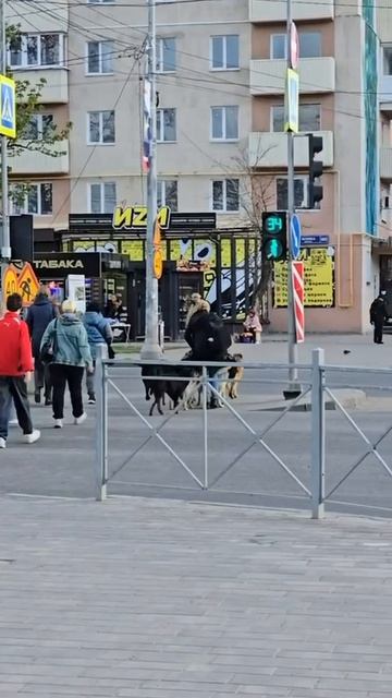 Стаи собак кидаются на людей в Мариуполе