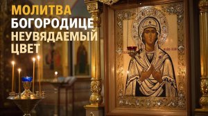 Молитва Богородице Неувядаемый цвет поможет в исцелении от болезней🙏