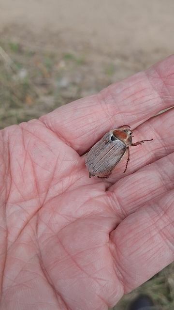 Майский жук