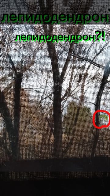 Лепидодендрон!!!