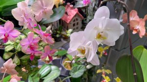 Завораживающее ЦВЕТЕНИЕ орхидей 😍 #орхидеи