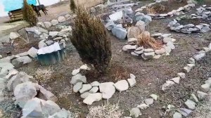 ОТКРЫЛА РОЗЫ И ЕСТЬ ВЫПАДЫ