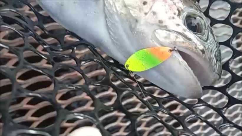 Большинство поклёвок в верхнем горизонте. Спорт-зона. Клёвое место Лосиный остров.