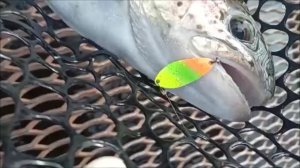 Большинство поклёвок в верхнем горизонте. Спорт-зона. Клёвое место Лосиный остров.