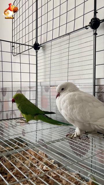 Зеленый попугай и белый голубь (6)