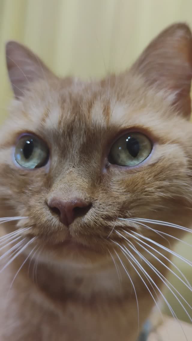 Красавчик Филя приборзел