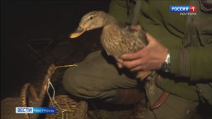 В охоте на селезней костромичу Ивану Богомолову помогает энергичная Бензопила