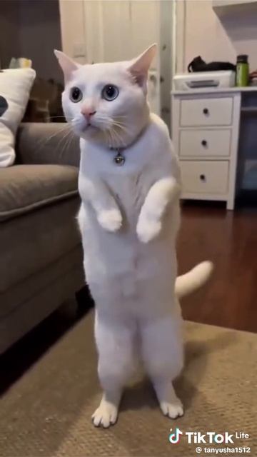 А вот вам ещё для настроения 