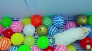 Хомячок убегает из опасного цветочного лабиринта! 5 часть
