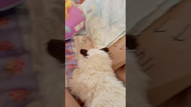 подбираю пушистые наряды