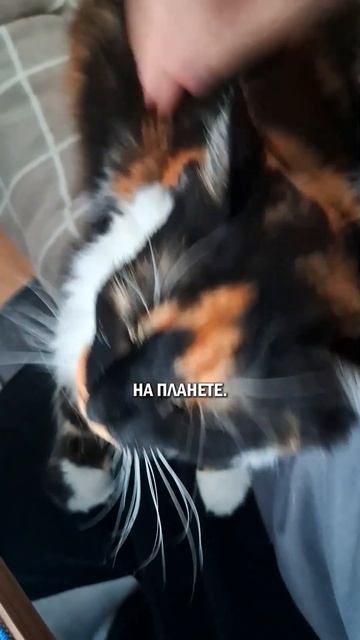 Женщины и кошки #женщиныкошки