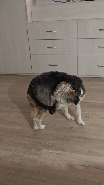 Бонькин хоровод