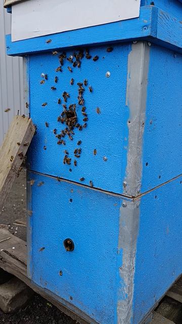 Пчелосемьи ринулись.