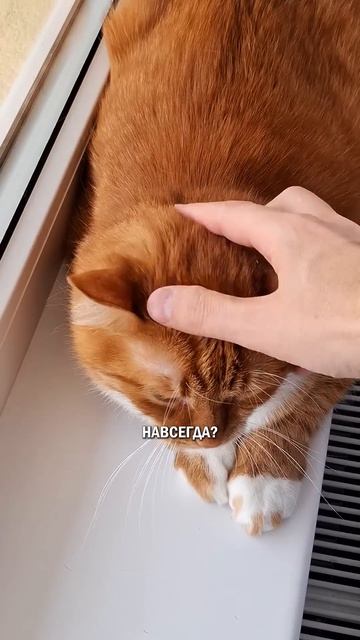 Кот впервые дома #котбосс