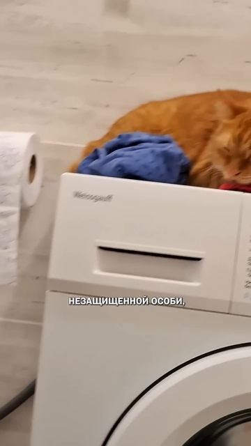 Кот и ванная котыванная