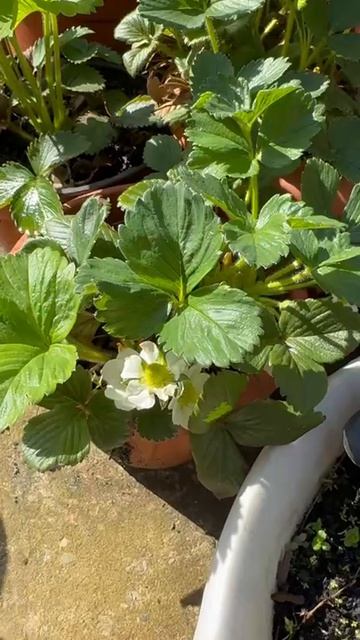 Ждем урожай.