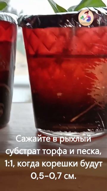 Сохраняем и размножаем любимый сорт петунии