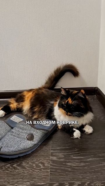 Коты философы коты