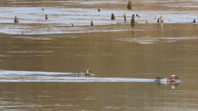 Дивные утки  Наблюдаем за парой Чирков-трескунков Восьмая серия 14 апреля 2026