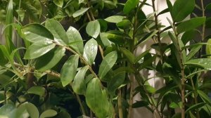 Апрельские напевы...