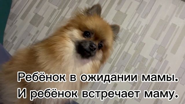 ЛАКИ КАК РЕБЁНОК НЕВОЗМОЖНО НЕ ЛЮБИТЬ.