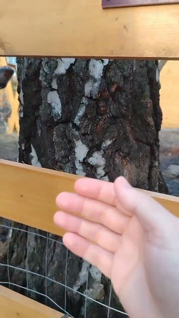 парк альпак 