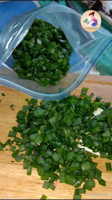 Первый урожай зеленого лука в начале сезона и Лайфхак для заморозки лука