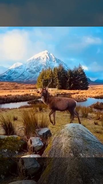 Красный олень — самый крупный олень Шотландии.