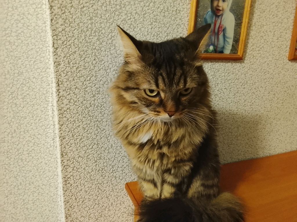 вечерний стрим