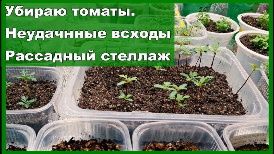 Живем простоУбираю томатыОсвобождаю стеллажНеудачные всходы