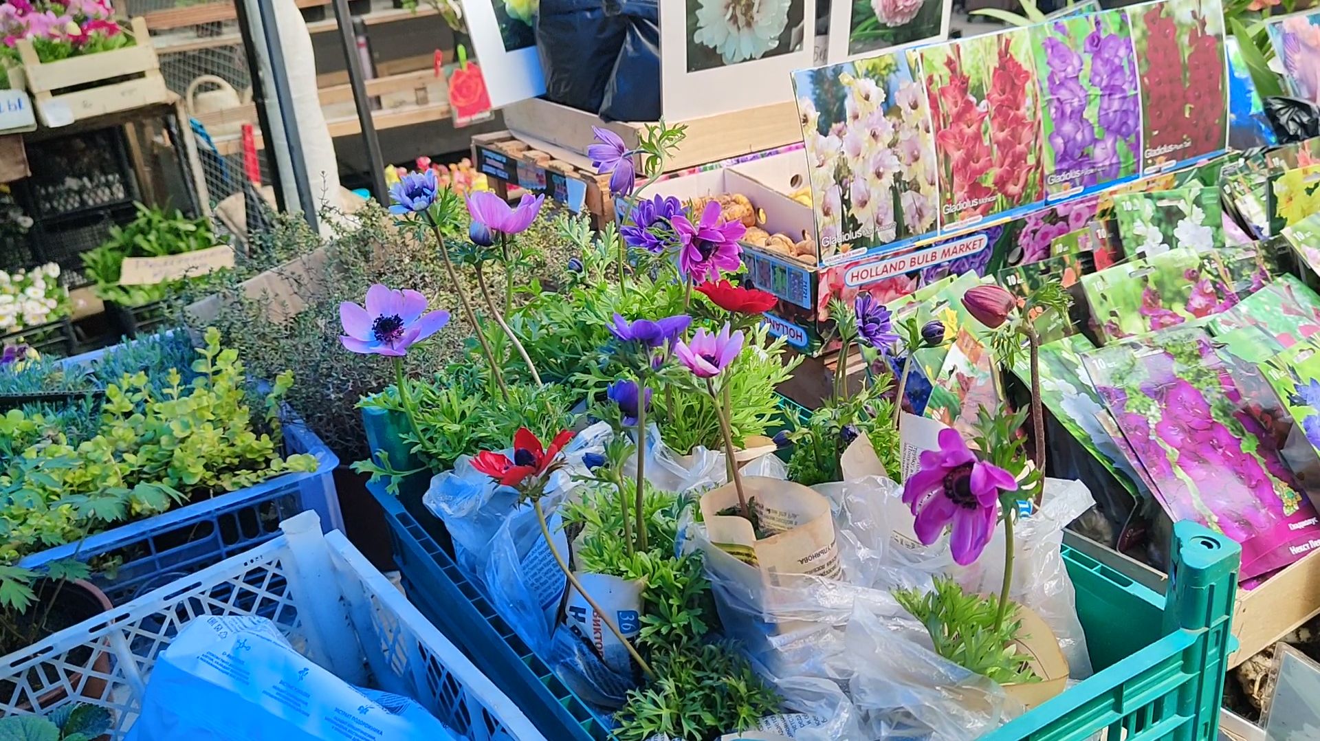 Обзор рынка цветов с ценами 16.04.2026 г. Пятигорск