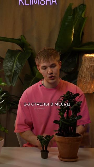 Сорта Замиокулькаса