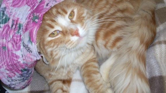 Котик Мурзик лапка