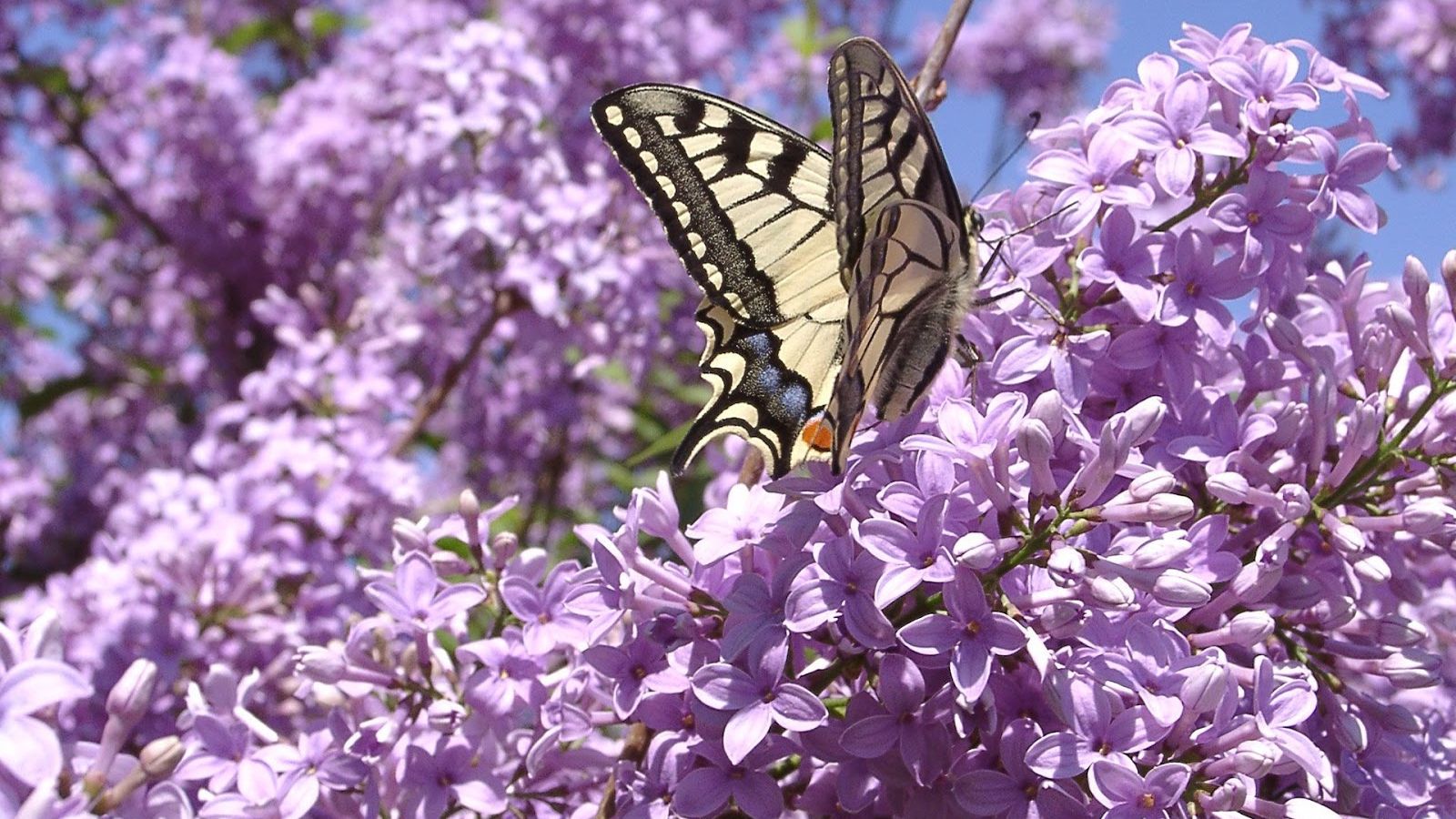 Сирень под музыку Шопена