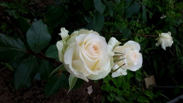 С. Маршак. Я прохожу по улицам твоим...