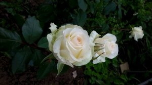 С. Маршак. Я прохожу по улицам твоим...