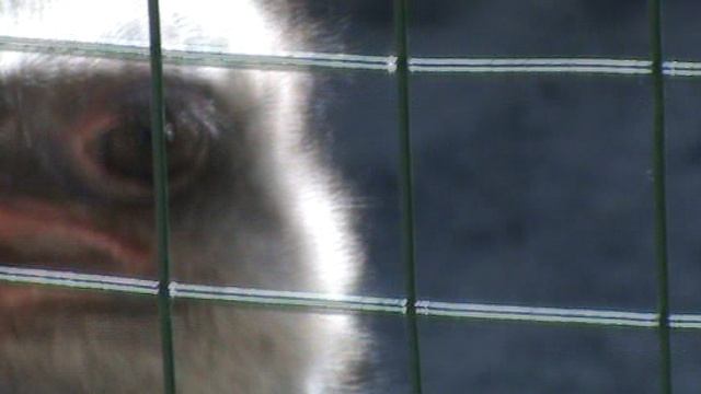 12)Б ПАРК ПОБЕДЫ ЗООПАРК