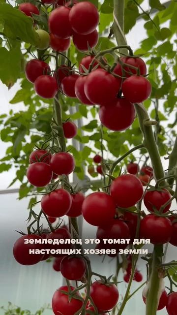 ЧЕРРИ ЗЕМЛЕДЕЛЕЦ и МАЛИНОВЫЙ ЗЕМЛЕДЕЛЕЦ — черри без теплицы. #SemenaPartnerShorts